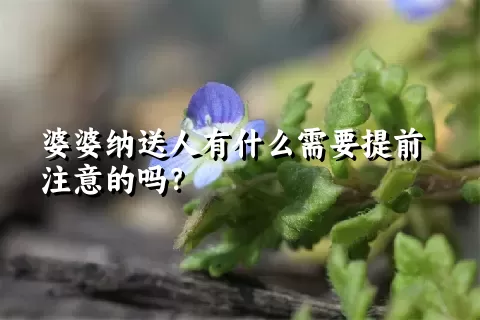 婆婆纳送人有什么需要提前注意的吗？