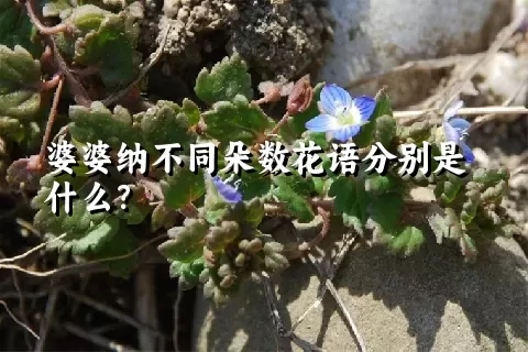 婆婆纳不同朵数花语分别是什么？