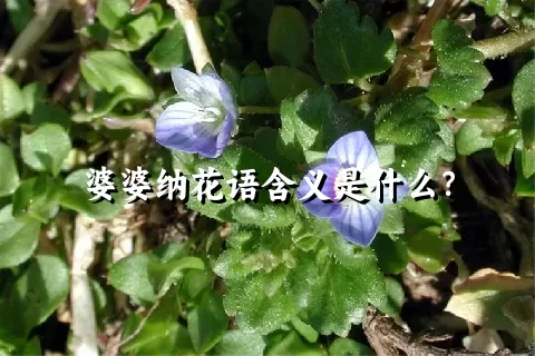 婆婆纳花语含义是什么？