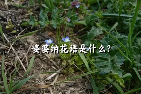 婆婆纳花语是什么？