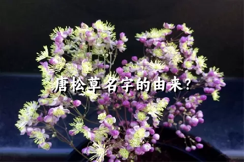 唐松草名字的由来？