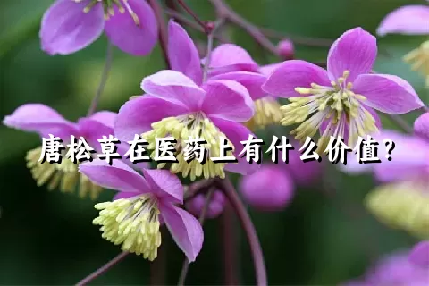 唐松草在医药上有什么价值？