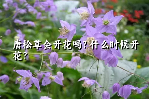 唐松草会开花吗？什么时候开花？