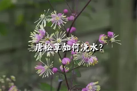 唐松草如何浇水？