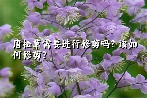 唐松草需要进行修剪吗？该如何修剪？