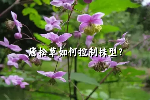 唐松草如何控制株型？