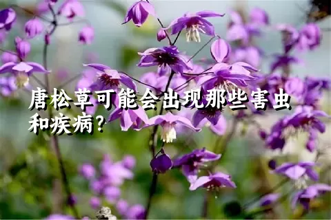 唐松草可能会出现那些害虫和疾病？