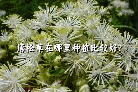 唐松草在哪里种植比较好？