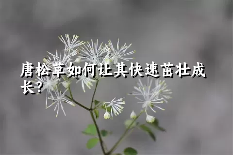 唐松草如何让其快速茁壮成长？