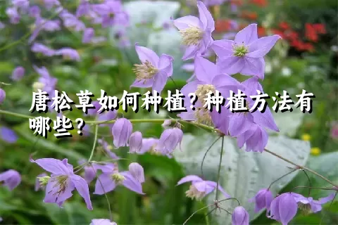 唐松草如何种植？种植方法有哪些？