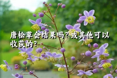 唐松草会结果吗？或其他可以收获的？