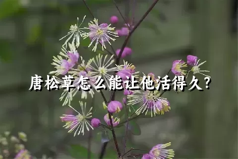 唐松草怎么能让他活得久？