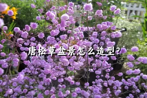 唐松草盆景怎么造型？