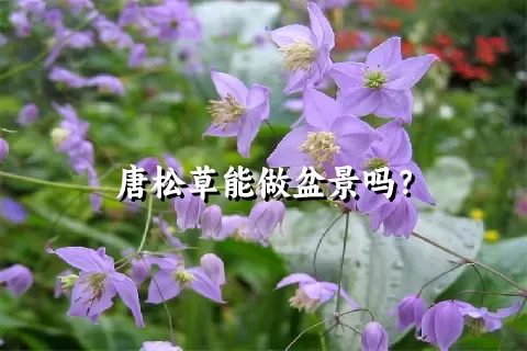 唐松草能做盆景吗？