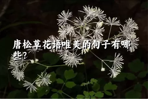 唐松草花语唯美的句子有哪些？