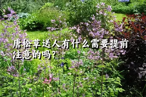 唐松草送人有什么需要提前注意的吗？