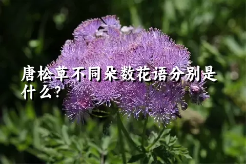 唐松草不同朵数花语分别是什么？