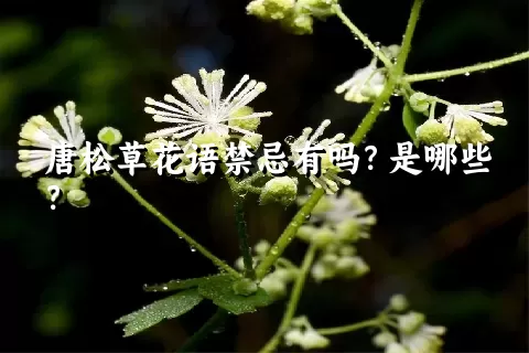 唐松草花语禁忌有吗？是哪些？