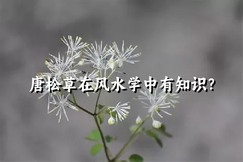 唐松草在风水学中有知识？