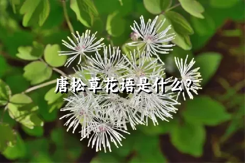 唐松草花语是什么？