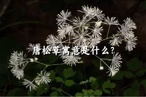 唐松草寓意是什么？