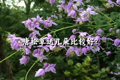 唐松草送几朵比较好？