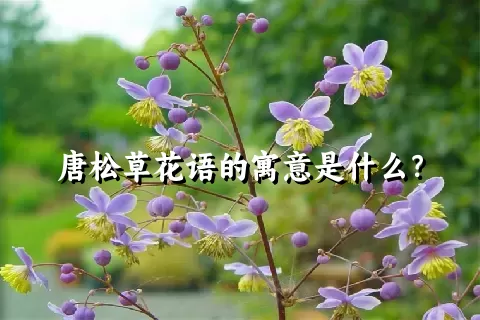 唐松草花语的寓意是什么？