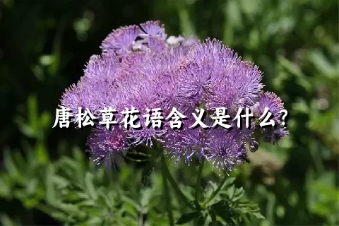 唐松草花语含义是什么？