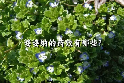 婆婆纳的药效有哪些？