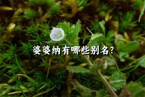 婆婆纳有哪些别名？