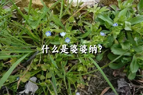 什么是婆婆纳？