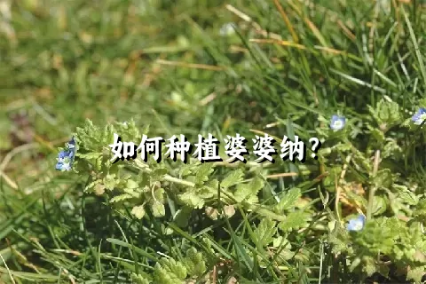 如何种植婆婆纳？