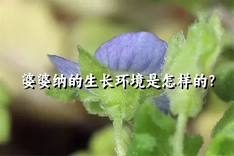 婆婆纳的生长环境是怎样的？