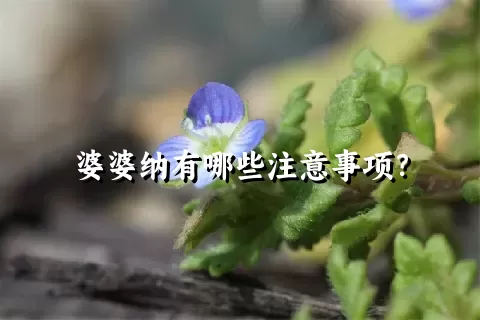 婆婆纳有哪些注意事项？