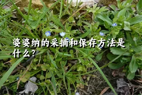 婆婆纳的采摘和保存方法是什么？