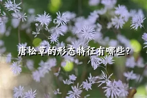 唐松草的形态特征有哪些？