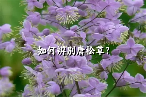 如何辨别唐松草？