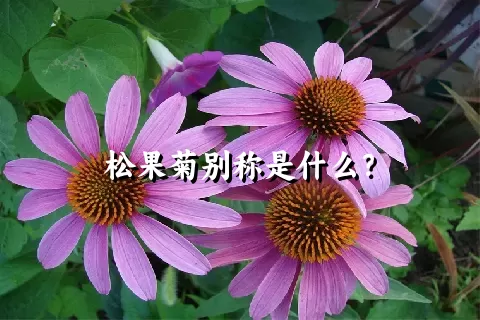 松果菊别称是什么？