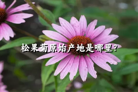 松果菊原始产地是哪里？