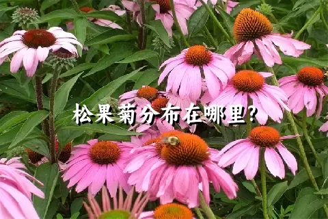 松果菊分布在哪里?