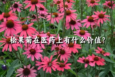 松果菊在医药上有什么价值？