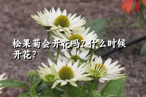 松果菊会开花吗？什么时候开花？