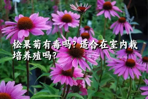 松果菊有毒吗？适合在室内栽培养殖吗？