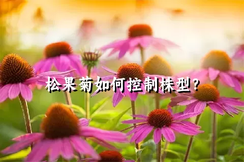 松果菊如何控制株型？