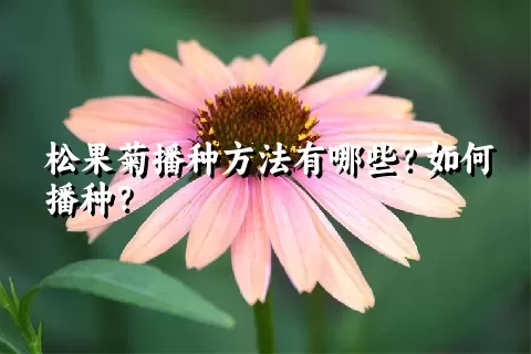 松果菊播种方法有哪些？如何播种？