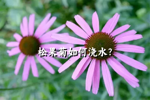 松果菊如何浇水？