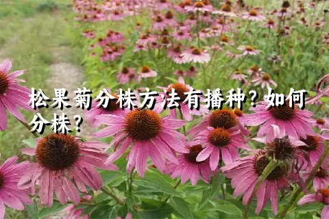 松果菊分株方法有播种？如何分株？