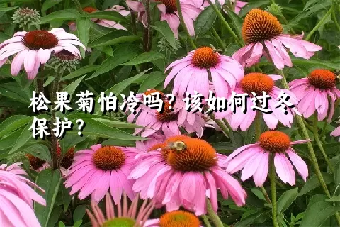 松果菊怕冷吗？该如何过冬保护？