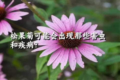 松果菊可能会出现那些害虫和疾病？