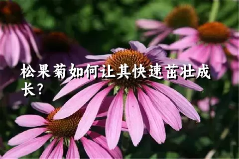 松果菊如何让其快速茁壮成长？